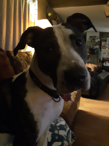 Pet Supply Store «Pet Town», reviews and photos, 1948 SE Lund Ave #101, Port Orchard, WA 98366, USA