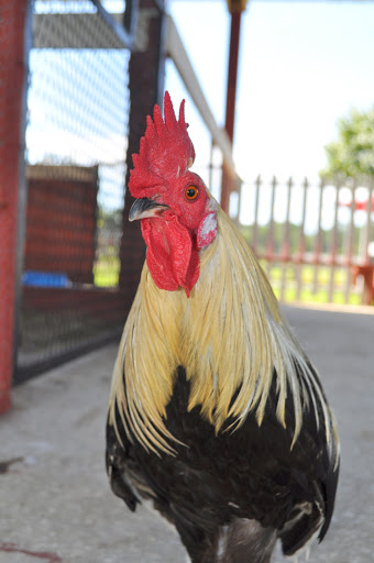 Zoo «Petting zoo Ocala», reviews and photos, 11150 FL-40, Ocala, FL 34482, USA