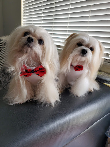 Pet Groomer «Woof Gang Bakery & Grooming Lake Nona - Retail, Grooming», reviews and photos, 10743 Narcoossee Rd, Orlando, FL 32832, USA