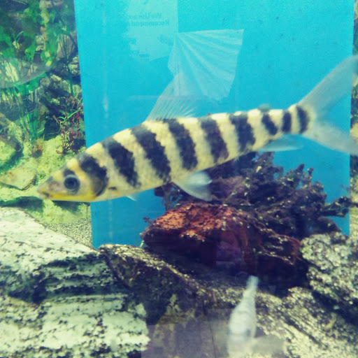 Pet Store «Pets Plus - Quakertown», reviews and photos, 117 S West End Blvd, Quakertown, PA 18951, USA