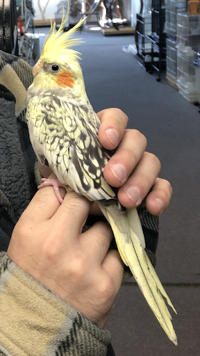 Pet Store «Adventure Birds of Bon Aqua», reviews and photos, 9600 TN-46, Bon Aqua, TN 37025, USA