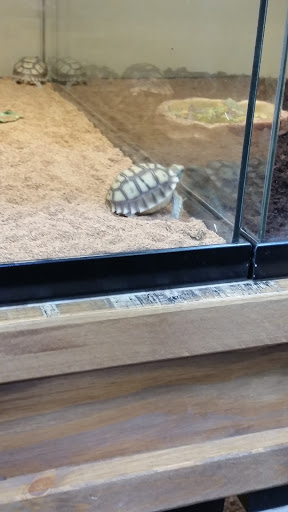 Pet Store «Lost Realms Pets», reviews and photos, 8059 N Cedar Ave, Fresno, CA 93720, USA