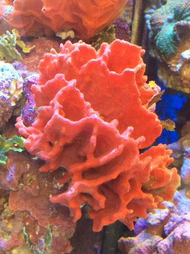 Pet Store «Colchester pet Shop LLC», reviews and photos, 111 Loomis Rd #2a, Colchester, CT 06415, USA