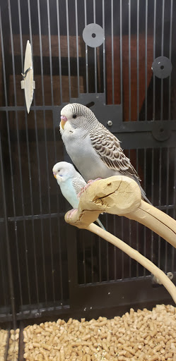 Pet Supply Store «PetSmart», reviews and photos, 225 NW Commons Loop, Lake City, FL 32055, USA