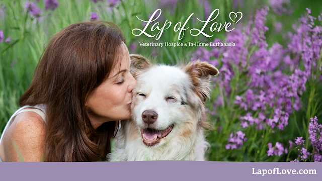 Lap of Love - Central NJ