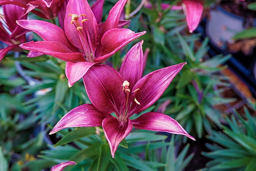 Home Improvement Store «The Home Depot», reviews and photos, 6035 Gender Rd, Canal Winchester, OH 43110, USA