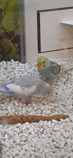 Pet Supply Store «PetSmart», reviews and photos, 2929 James Sanders Blvd f, Paducah, KY 42001, USA