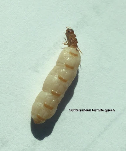 East Cooper Termite & Pest Solutions