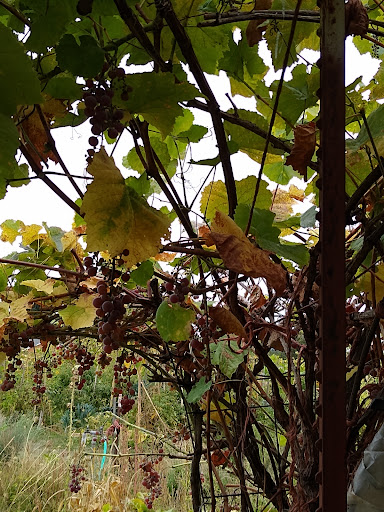 Park «Gamebird Park», reviews and photos, 1500 Mallard Ave, Springfield, OR 97477, USA