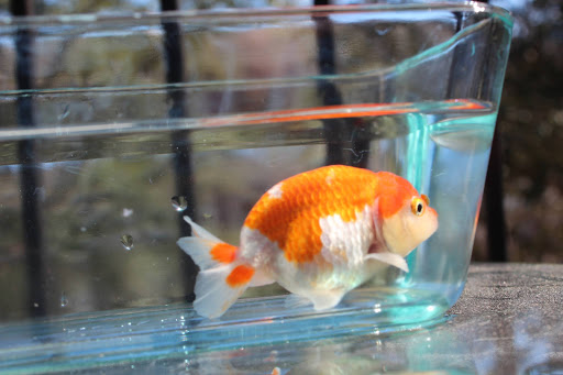 Pet Store «Fish R Us», reviews and photos, 10855 TX-242, Conroe, TX 77385, USA
