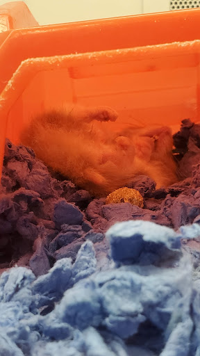 Pet Supply Store «Petco Animal Supplies», reviews and photos, 1622 Clark Street Rd, Auburn, NY 13021, USA