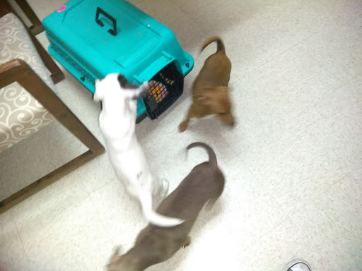 Animal Hospital «Animal Medical Corpus Christi», reviews and photos, 6822 Everhart Rd, Corpus Christi, TX 78413, USA