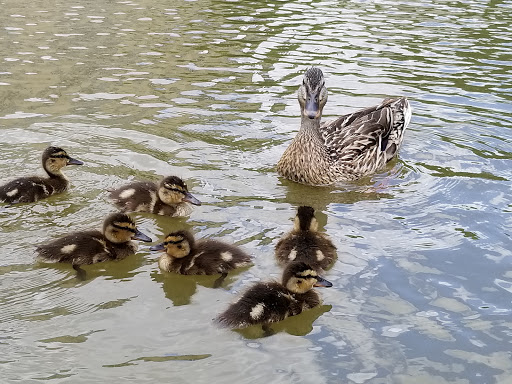 Tourist Attraction «Pioneer Plaza», reviews and photos, 1428 Young St, Dallas, TX 75202, USA