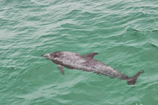 Tourist Attraction «Sea Dragon Pirate Cruise», reviews and photos, 5325 N Lagoon Dr, Panama City, FL 32408, USA