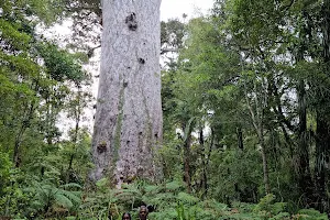 Tane Mahuta image