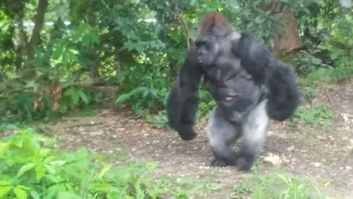 Nature Preserve «Harden Hammock Preserve», reviews and photos, SW 108th Ave, Miami, FL 33170, USA