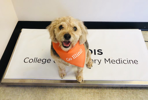 Medical District Veterinary Clinic at Illinois