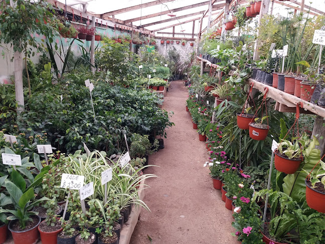 jardin y viveros curico - Centro de jardinería