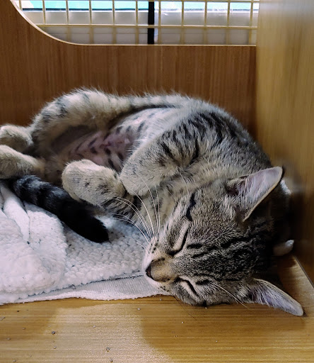 Pet Supply Store «Petco Animal Supplies», reviews and photos, 5951 6th Ave, Tacoma, WA 98406, USA