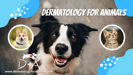 Dermatology for Animals - Akron
