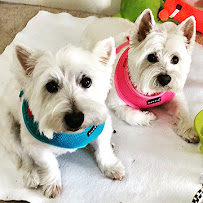 All Critters Petcare - Photo 5 - Car repair in , Raleigh