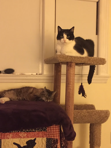 Pet Supply Store «Pet Supplies Plus», reviews and photos, 1030 Main St #10, Waltham, MA 02451, USA