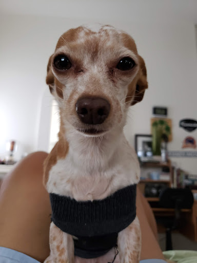 Pet Supply Store «Petco Animal Supplies», reviews and photos, 3452 W Chandler Blvd, Chandler, AZ 85226, USA