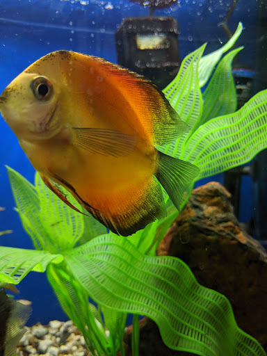 Pet Store «Fin-N-Feather», reviews and photos, 2931 F St, Eureka, CA 95501, USA