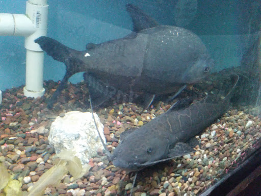 Pet Store «Forest Lake Pets», reviews and photos, 120 Lake St N, Forest Lake, MN 55025, USA