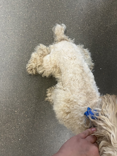 Pet Store «PetSmart», reviews and photos, 3720 River Point Parkway, Sheridan, CO 80110, USA