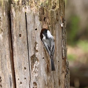 Kleinstuck Preserve - photo 26