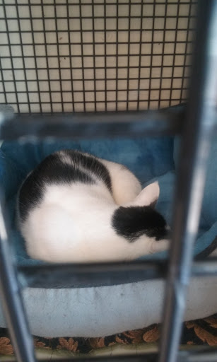 Pet Supply Store «Petco Animal Supplies», reviews and photos, 5453 N Bend Rd, Cincinnati, OH 45247, USA