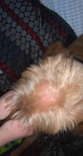 Pet Supply Store «Petco Animal Supplies», reviews and photos, 308 E Meighan Blvd, Gadsden, AL 35903, USA