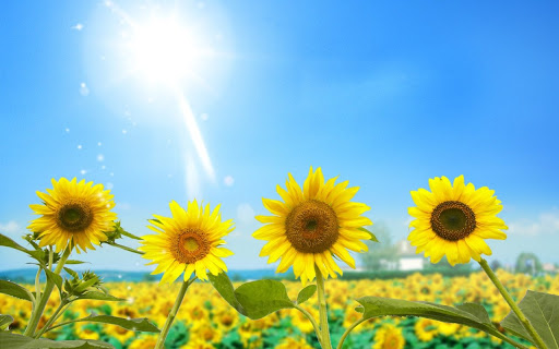 Vườn hoa Hướng Dương nam cầu Thành Cổ TX Quảng Trị