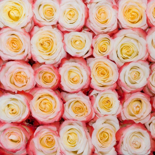 Margareta Export Flowers Ecuador Розы Эквадор