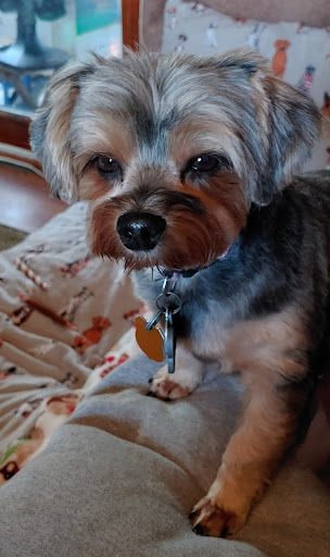 Animal Hospital of Emporia