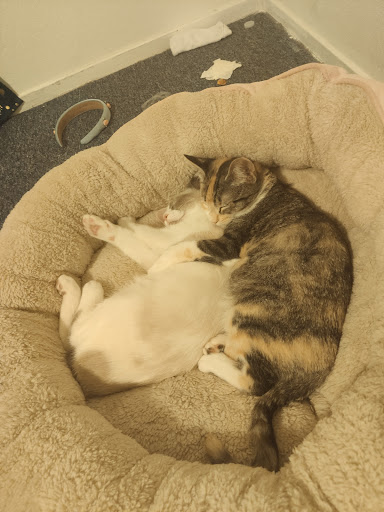 Petco image