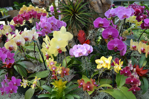 Florist «Dr Delphinium Flower & Orchid House», reviews and photos, 513 W Campbell Rd, Richardson, TX 75080, USA