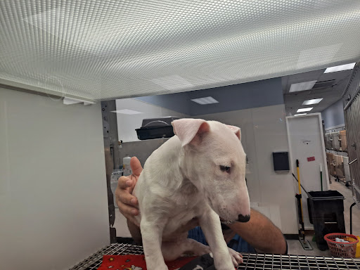 Pet Store «Petland Topeka», reviews and photos, 1801 SW Wanamaker Rd, Topeka, KS 66614, USA