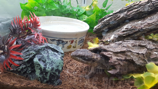 Reptile Store «An Exotic Reptile Pet Shop», reviews and photos, 3115 N 1st Ave, Tucson, AZ 85719, USA