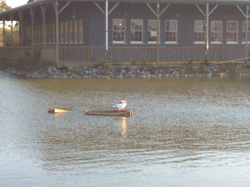 Fast Food Restaurant «Sonic Drive-In», reviews and photos, 1719 E 9 Mile Rd, Pensacola, FL 32514, USA