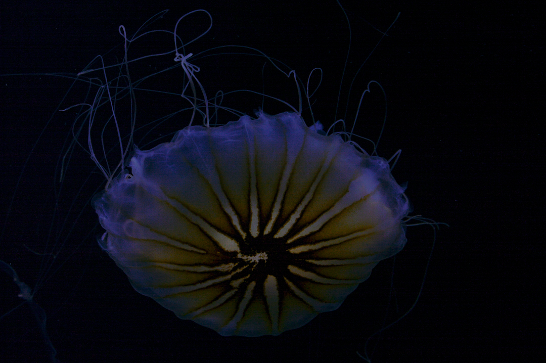 Point Defiance Zoo & Aquarium Gate 6