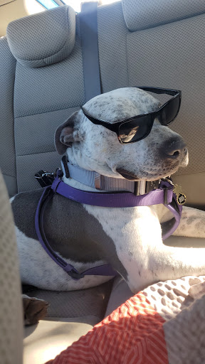 Pet Supply Store «PetSmart», reviews and photos, 8014 Old Carriage Ct, Shakopee, MN 55379, USA