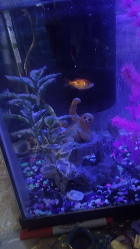 Pet Supply Store «Petco Animal Supplies», reviews and photos, 377 W Jackson St #11, Cookeville, TN 38501, USA