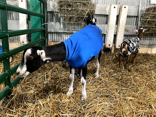 Fairground «Wayne County Fair Grounds», reviews and photos, 10871 Quirk Rd, Belleville, MI 48111, USA