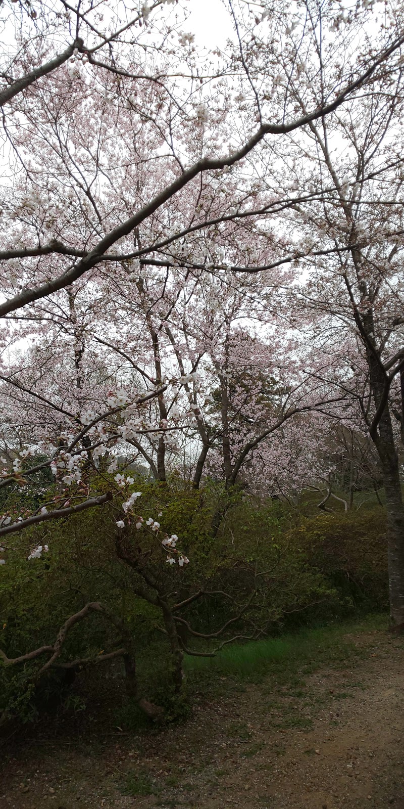 清水公園 第3駐車場 千葉県野田市清水 駐車場 グルコミ