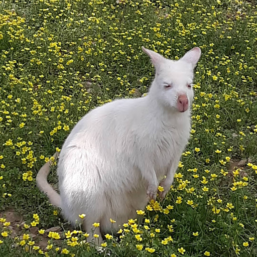 Zoo «Kentucky Down Under Adventure Zoo», reviews and photos, 3700 L and N Turnpike Rd, Horse Cave, KY 42749, USA