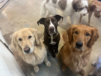 Canine Crews - Photo 8 - Car repair in Chicago, IL, Chicago