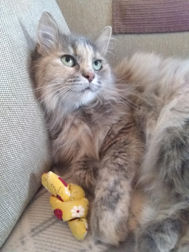 Pet Supply Store «Pet Supplies Plus», reviews and photos, 209 Towne Dr, Elizabethtown, KY 42701, USA