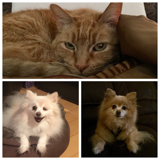 Cats & Dogs Animal Hospital image